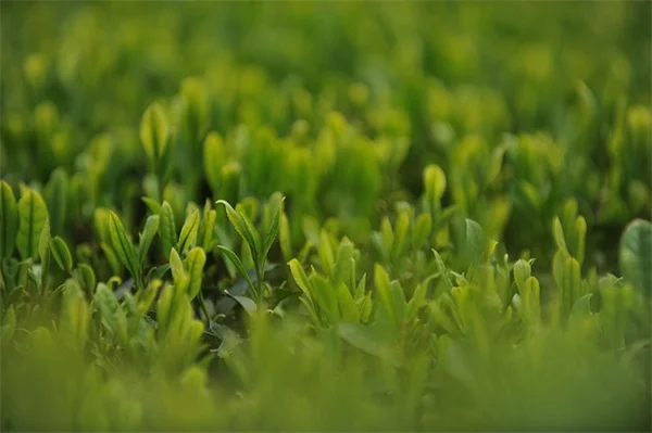 Dye Celery With Kids: 5 Steps to a Colorful Science Lesson
