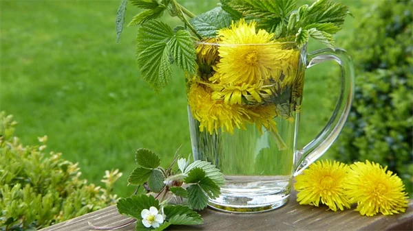 Nasturtium Questions Answered: Tips for Growing Edible Flowers